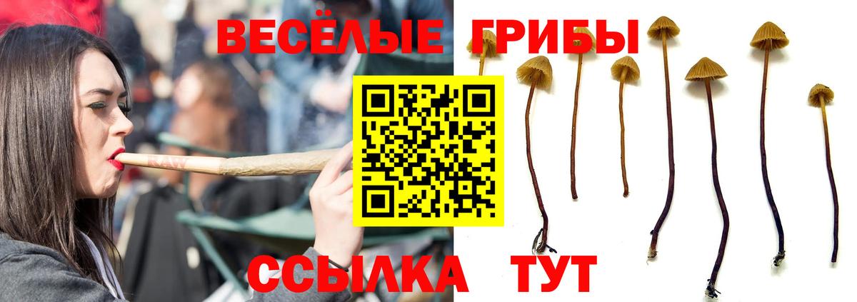 Котельники  Псилоцибиновые грибы MAGIC MUSHROOMS  наркотики  Псилоцибиновые грибы мицелий  Вход с VPN 